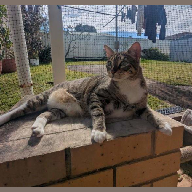Photo of Pepper
