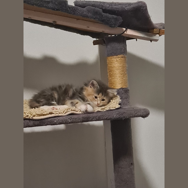Photo of Maple