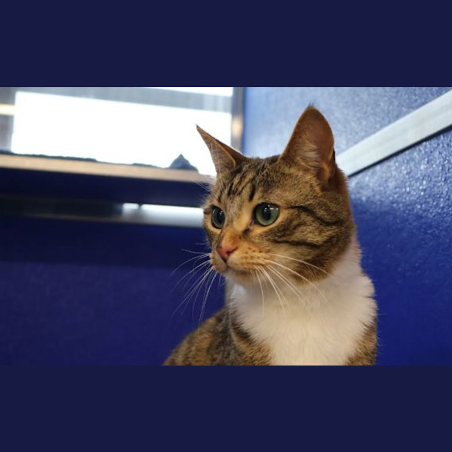 Photo of Zelda