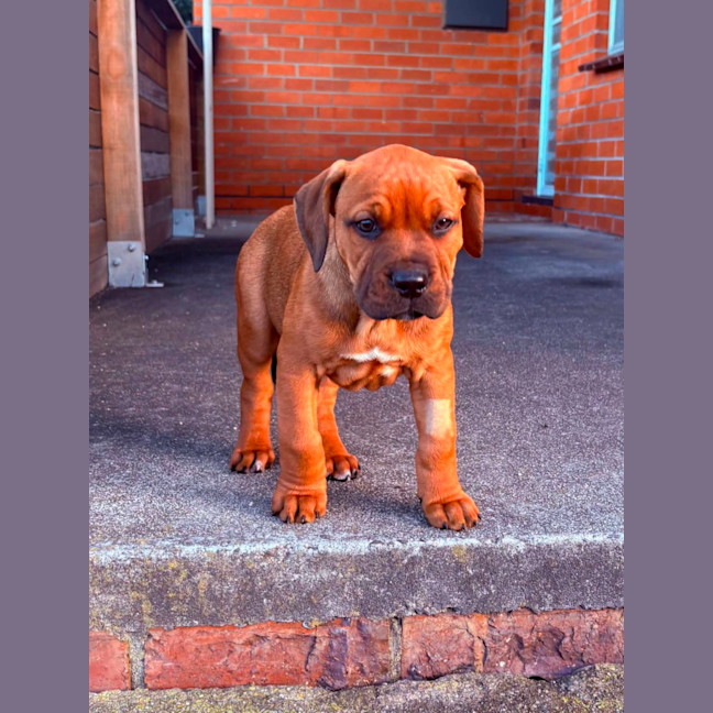 Photo of Muffin