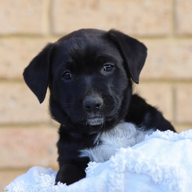 Photo of Sadie