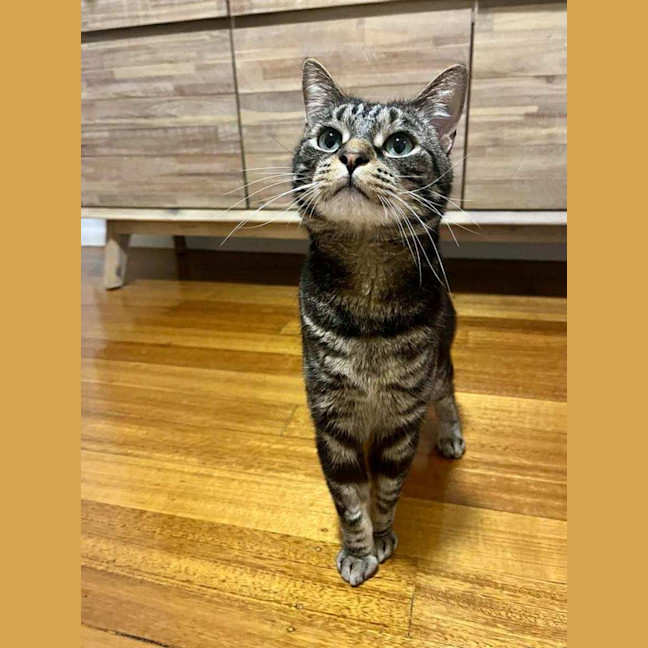 Photo of Jeff   In Foster Care In Doncaster East