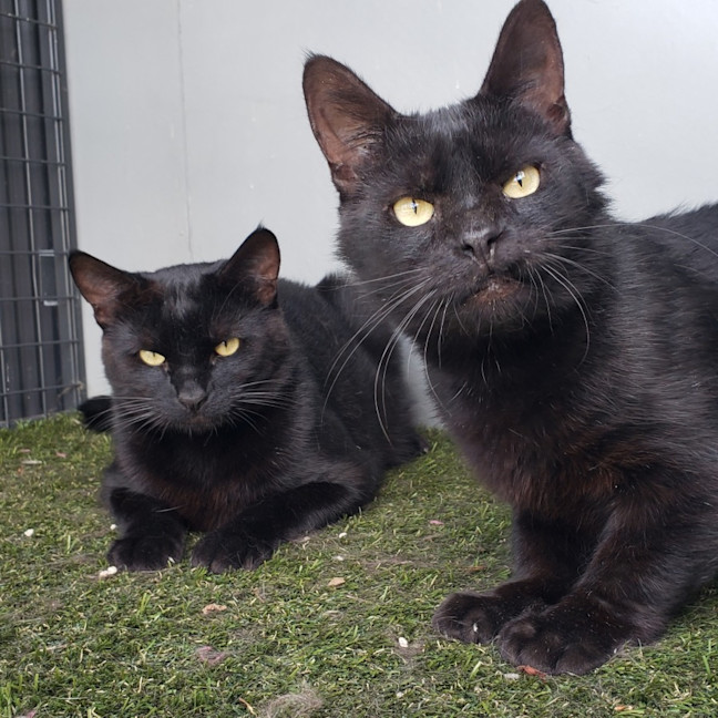 Photo of Licorice & Midnight Sta012634 & Sta012635