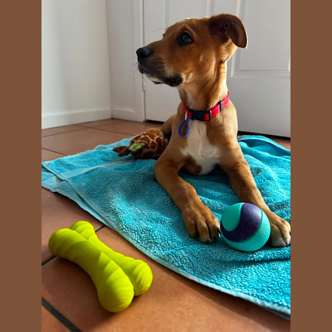 Photo of Abbie   4 Month Old Bull Arab X