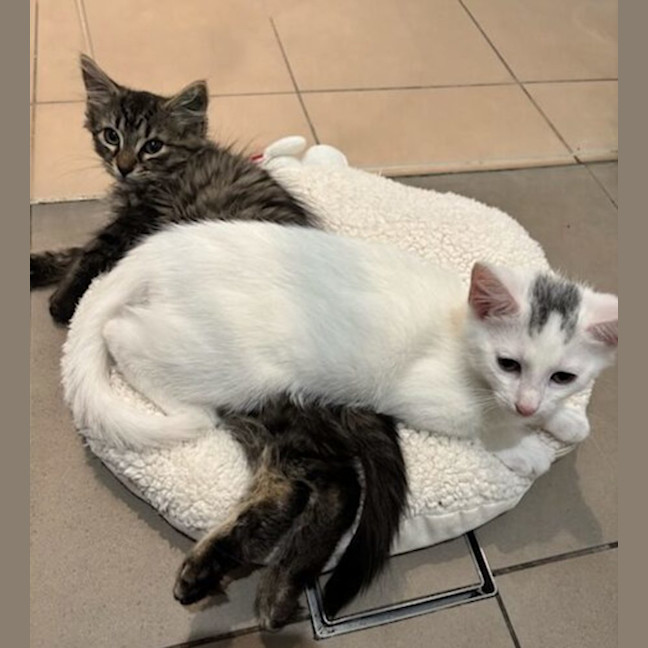 Photo of Chimney & Sweep