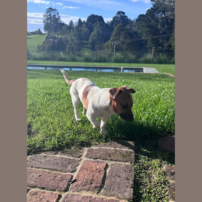 Photo of Teddy