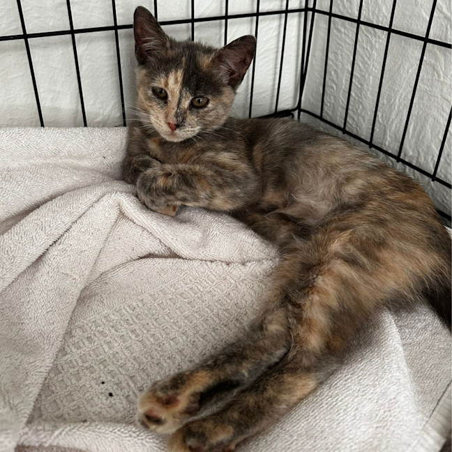 Photo of Stormy
