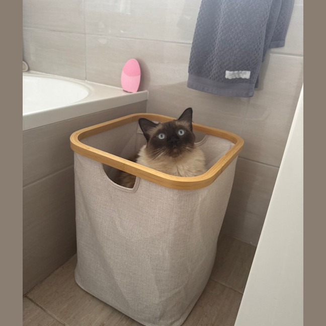 Photo of Tobias (Assisted Rehome)