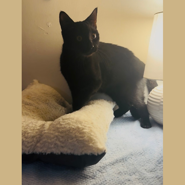 Photo of Salem