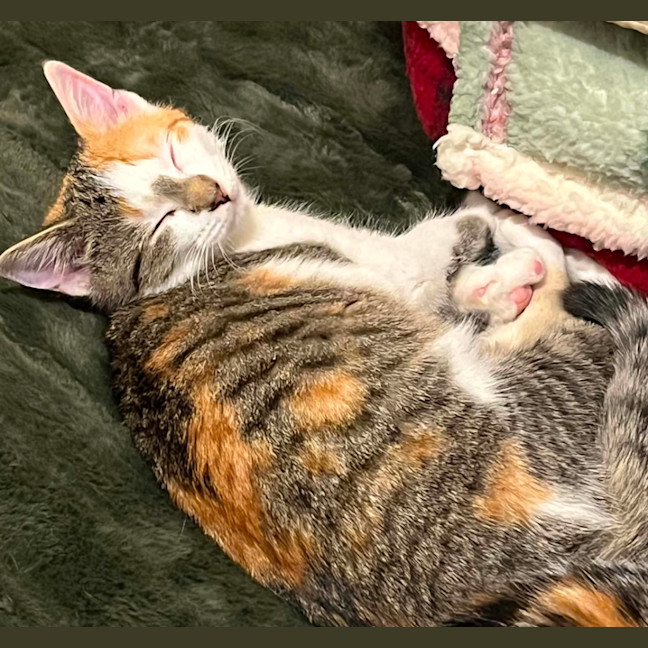 Photo of Gizmo