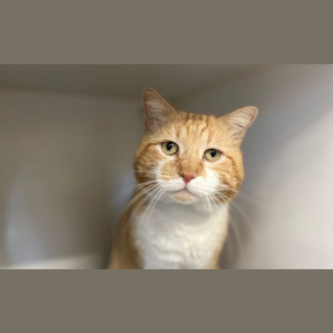 Photo of Maple