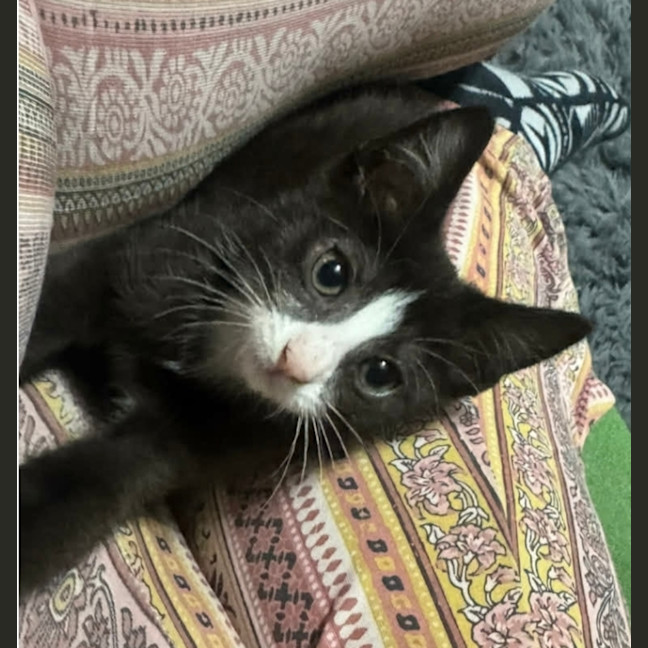 Photo of Spike