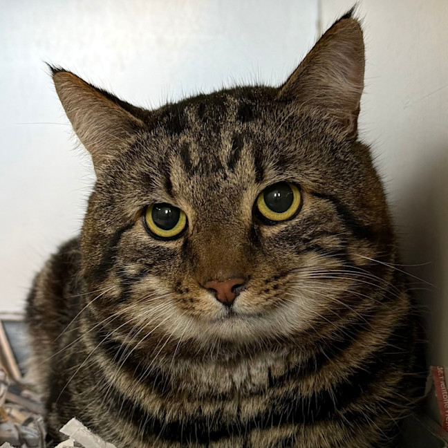 Photo of Thomas