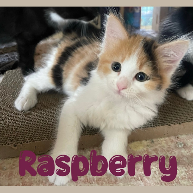 Photo of Raspberry