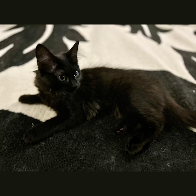 Photo of Nox   Located In Lower Plenty