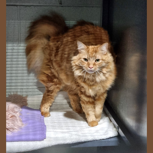 Photo of Phoenix