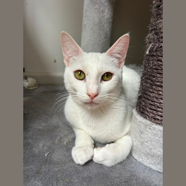 Photo of Casper 