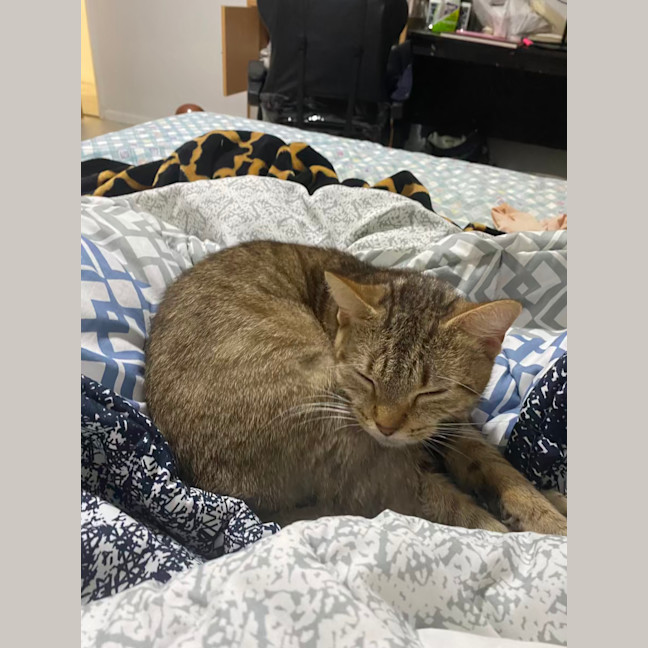 Photo of Honey