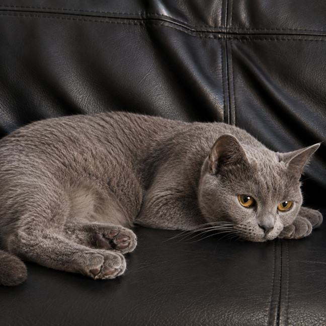 Photo of Layla