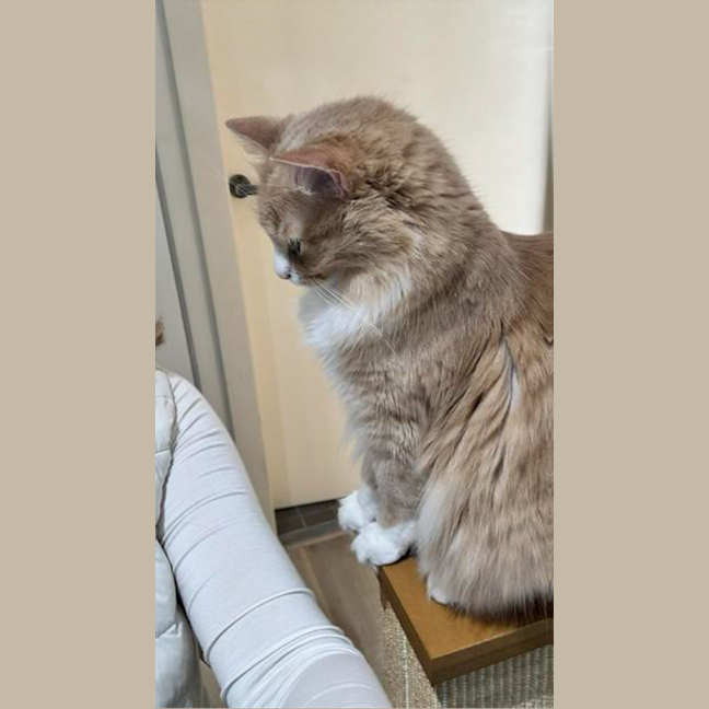 Photo of Marshmallow