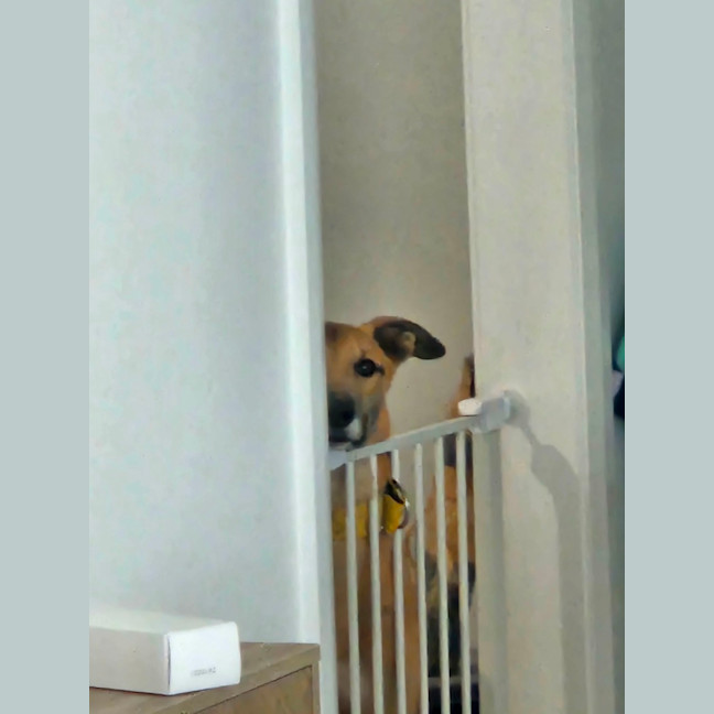 Photo of Sid, The Greyhound