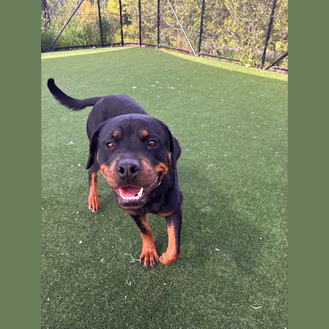 Photo of Moon Imp 29