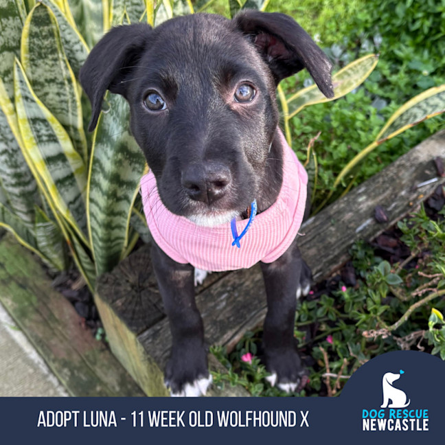 Photo of Luna   11 Week Old Wolfhound X Cattle Dog X Kelpie