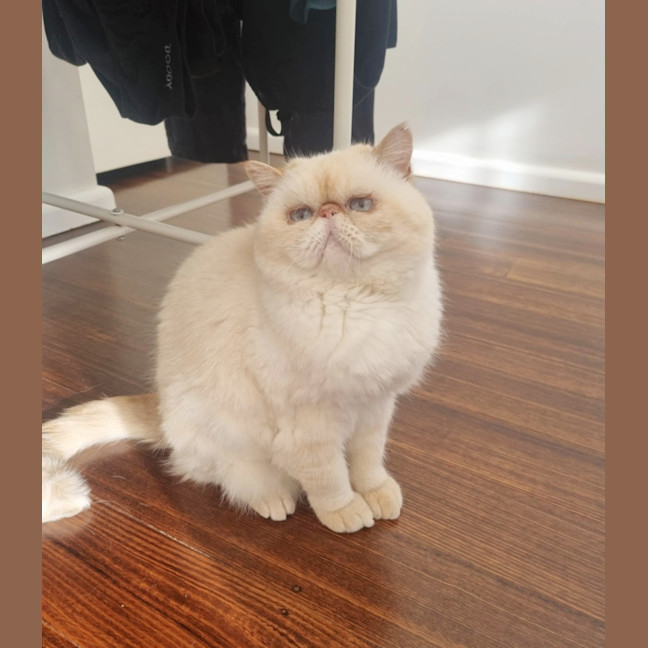 Photo of 🥣Tofu🥣