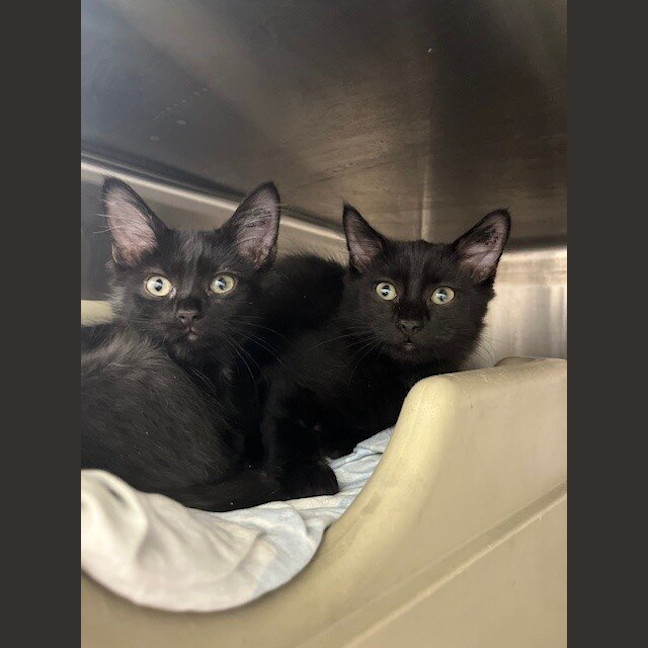 Photo of Onyx