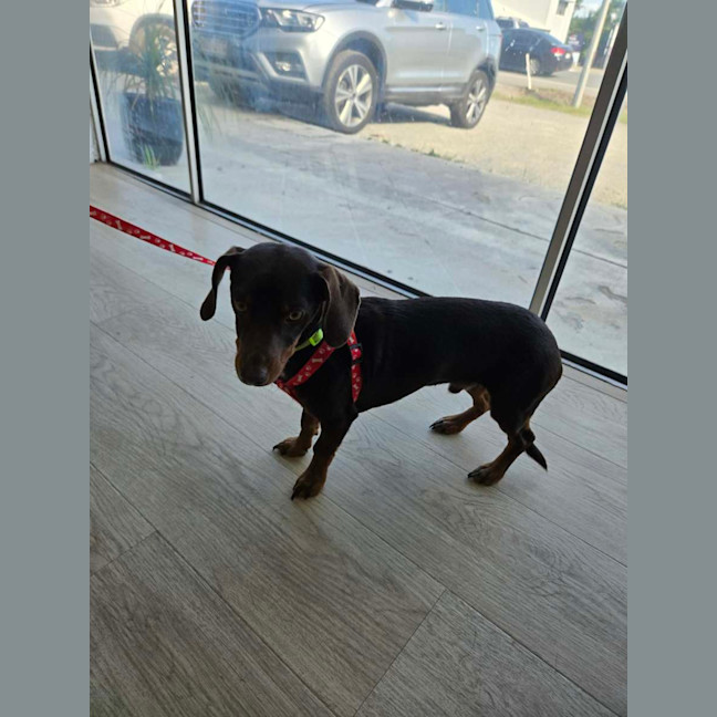 Photo of Choco