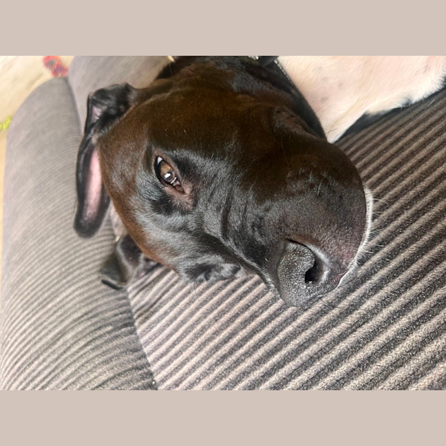 Photo of Junior   4 Month Old Staffy X