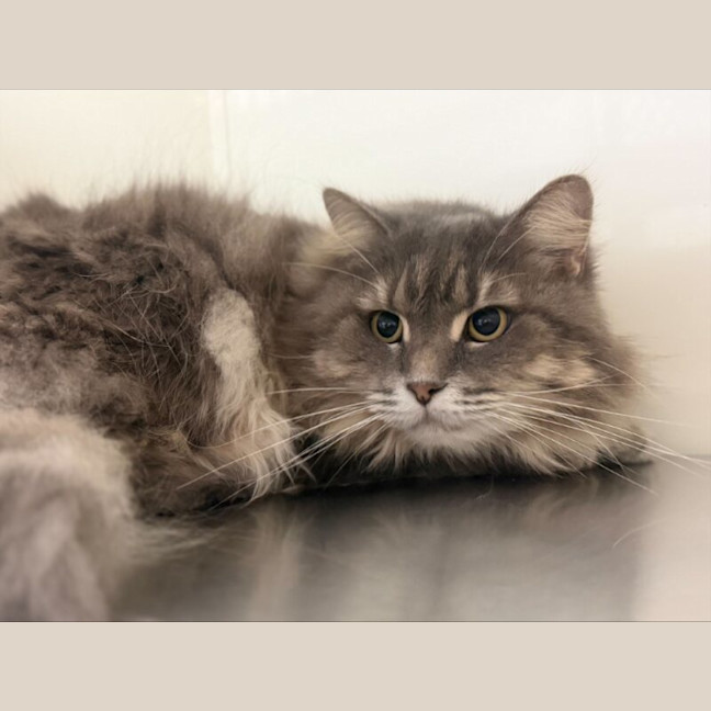 Photo of Talulah