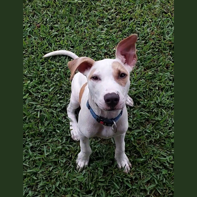 Photo of Ace