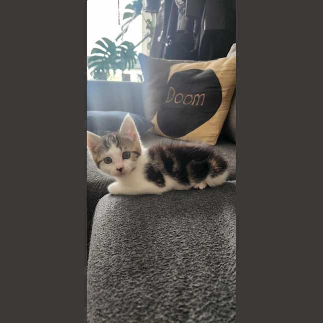 Photo of Katniss & Parsnip