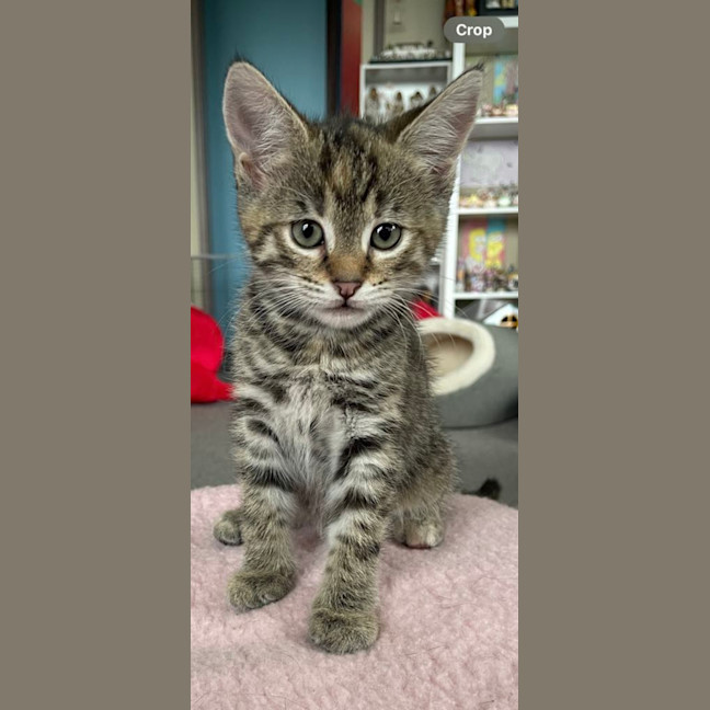 Photo of Holly Meet Me@Petstock Mornington Nepean Hwy Store