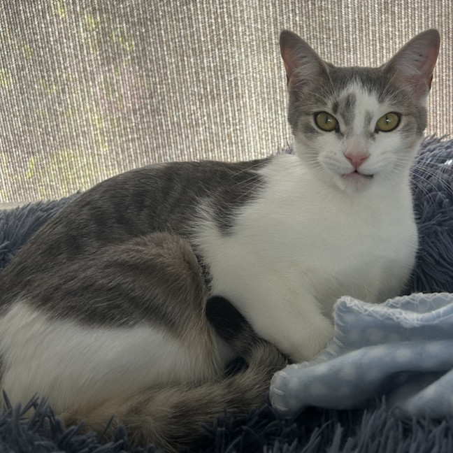 Photo of Pilchard And Sardine