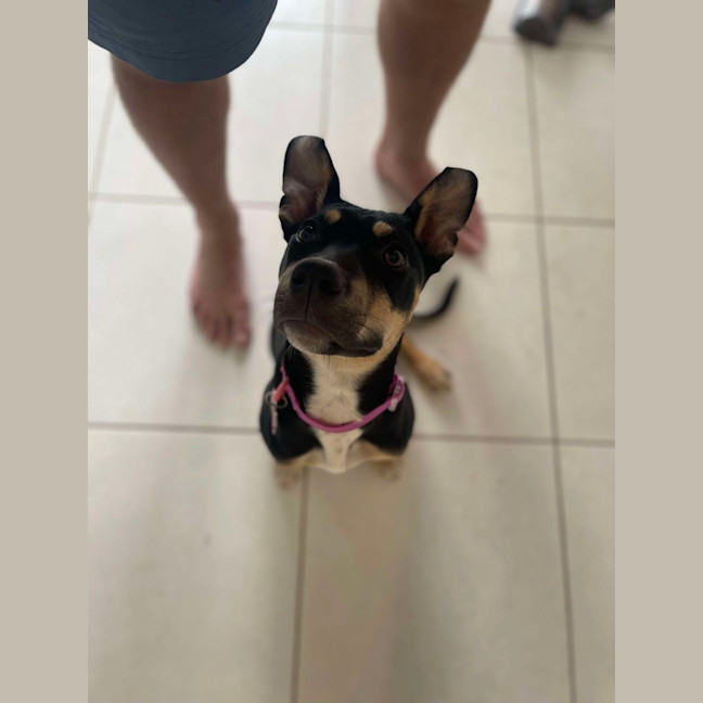Photo of Pea
