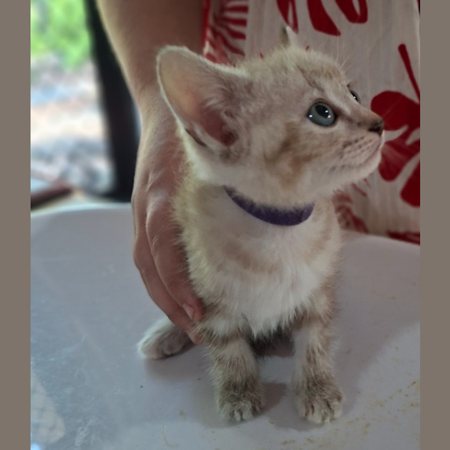 Photo of Pepper (K77)