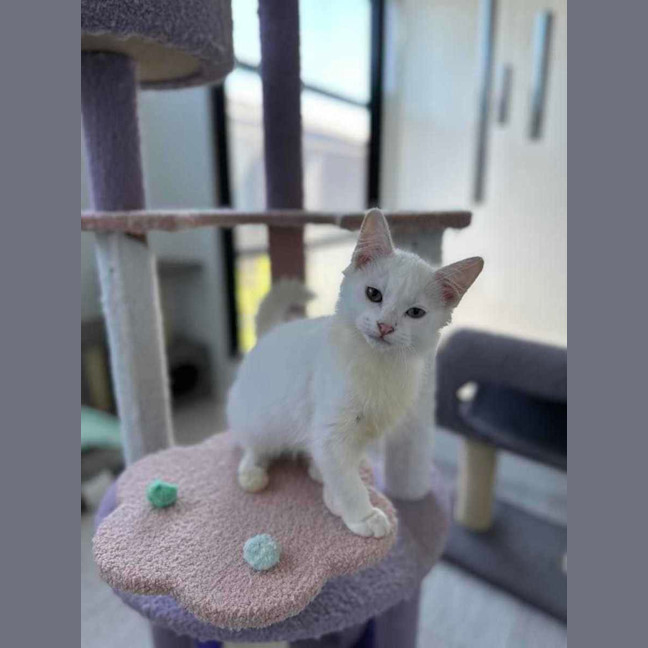Photo of Mochi 🍡