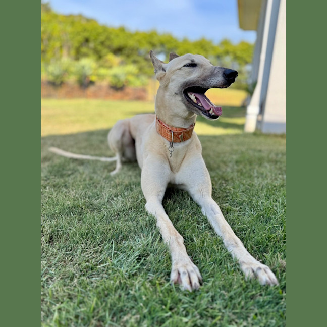 Photo of Orana The Greyhound