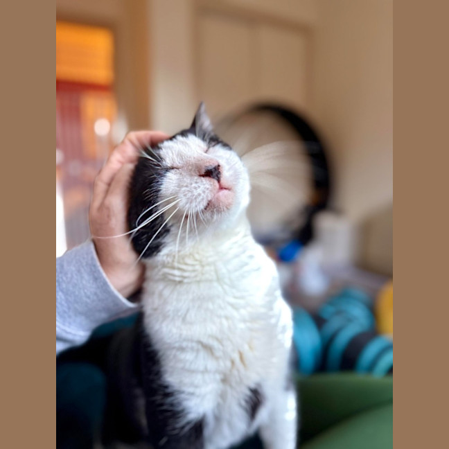 Photo of Carl   In Foster Care In Tranvancore