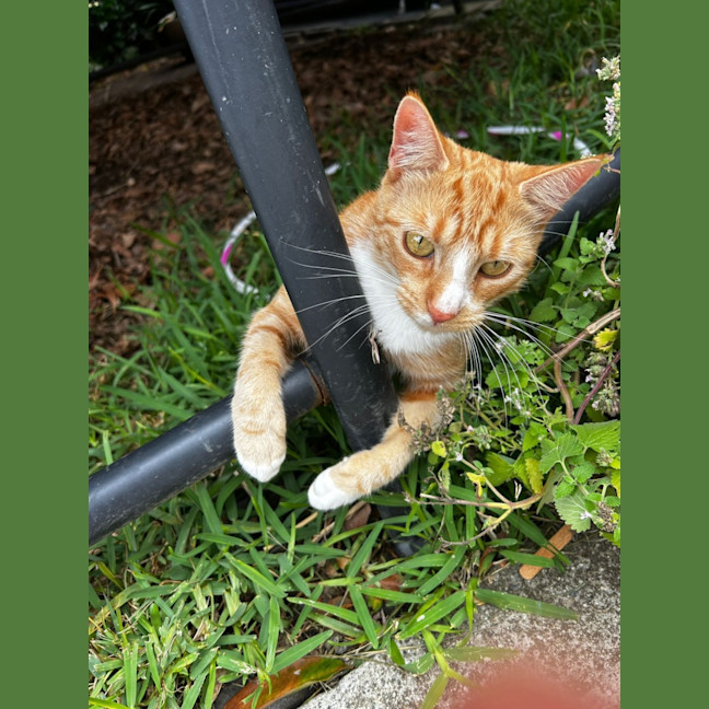 Photo of Dimitri