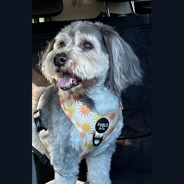 Photo of Harry 🐾🐶