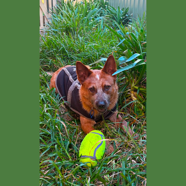 Photo of Bandit   10 Month Old Cattle Dog