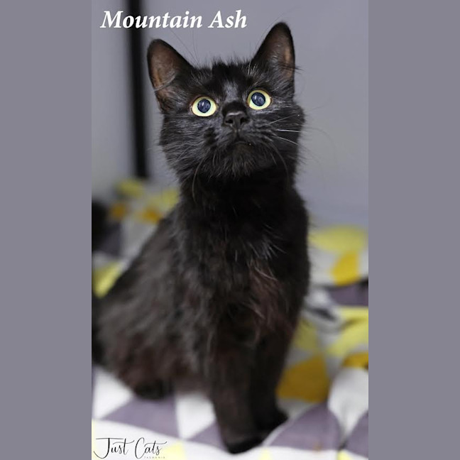 Photo of Mountain Ash