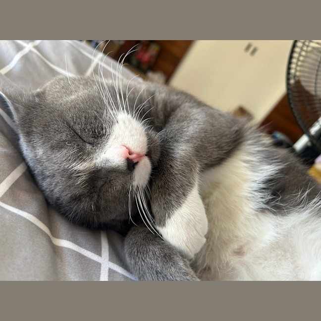 Photo of Cashew