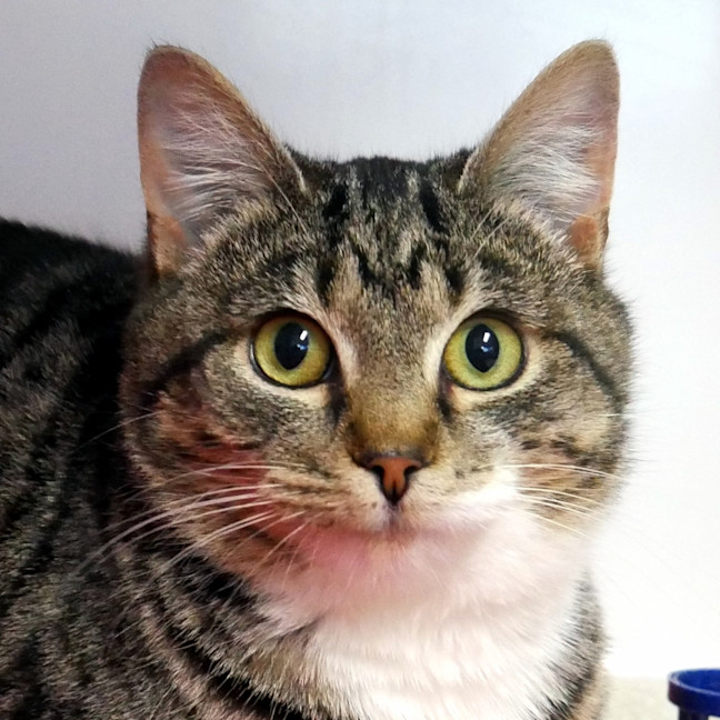 Photo of Vanilla Sta012887