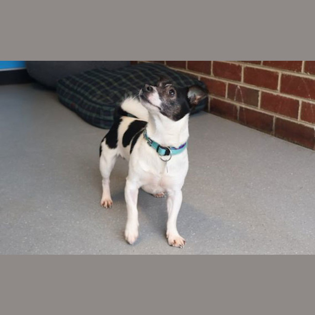 Photo of Lucky