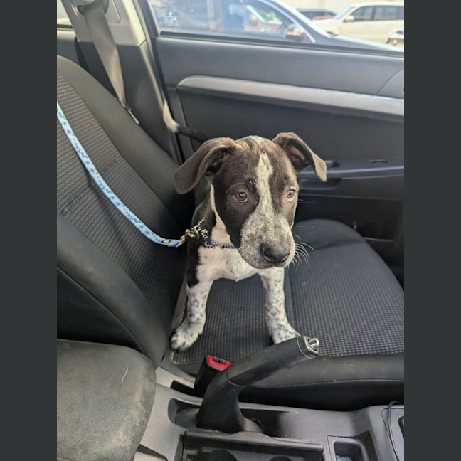 Photo of Hugo (Bessie's Puppy)