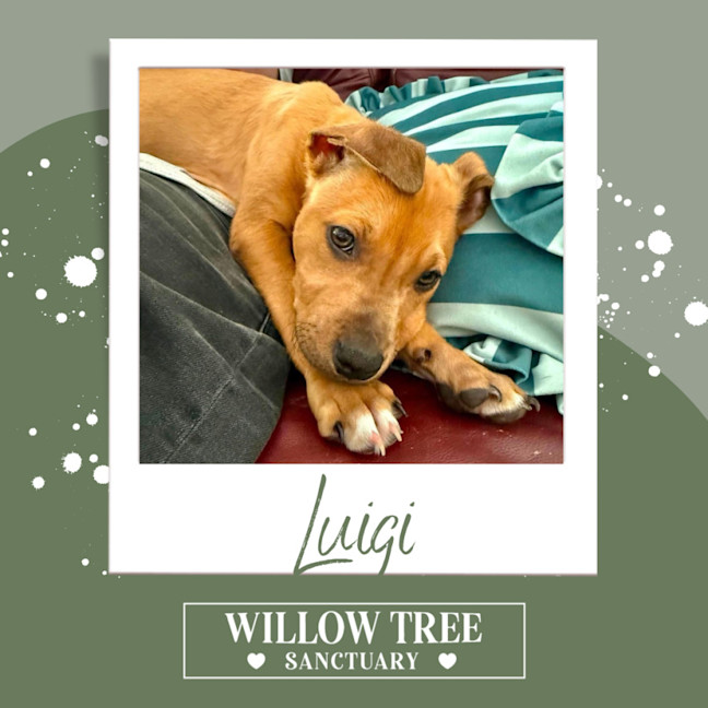 Photo of Luigi